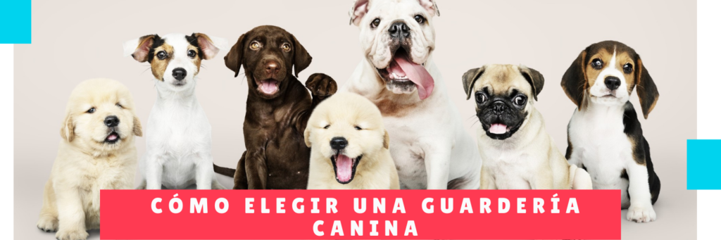 Cómo Elegir Una Guardería Canina - Hotel Mama Canino Panama - Mascotas y hotel