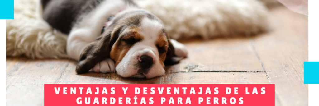 Ventajas y desventajas de las guarderías para perros - Hotel Mama Canino Panama - Hospedaje Perros