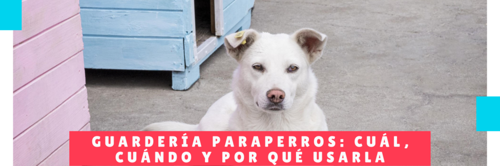 Guardería para perros cuál, cuándo y por qué usarla - Hotel Perros Panama - Mamá Canino