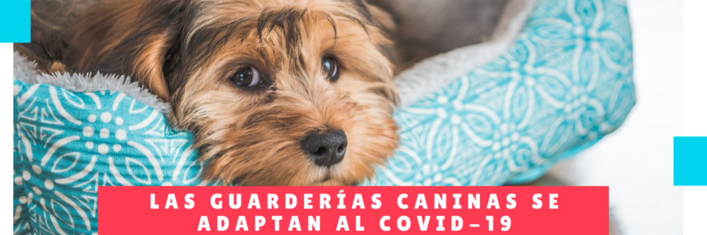 Las guarderías caninas se adaptan al covid-19 - Hotel Para Perros Panama