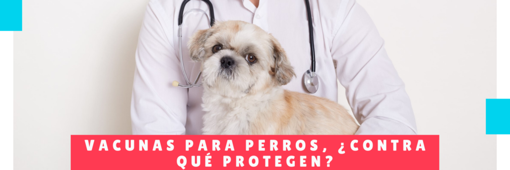 Vacunas para perros contra qué protegen - Hotel Para Perros Panama - Hospedaje mascotas