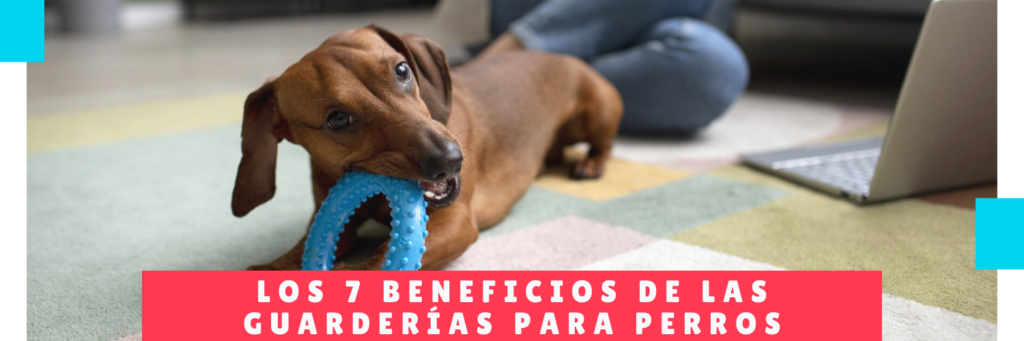 Los 7 Beneficios de las Guarderías para perros - Hotel Mama Canino - Guarderia Perro Panama