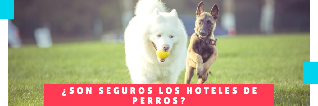 Son seguros los Hoteles de Perros - Hotel Mama Canino - Hotel de mascotas panamá