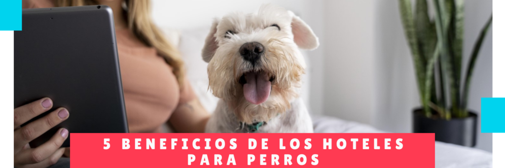 5 Beneficios De Los Hoteles Para Perros - Hotel Mama Canino - Mascotas Panama