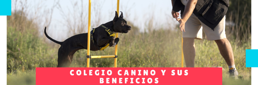 Colegio Canino y sus beneficios - Hotel de perros en Panama