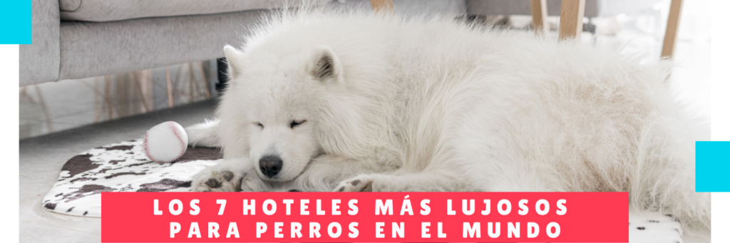 5 Most Luxurious Hotels for Dogs in the World - Hotel Mama Canino