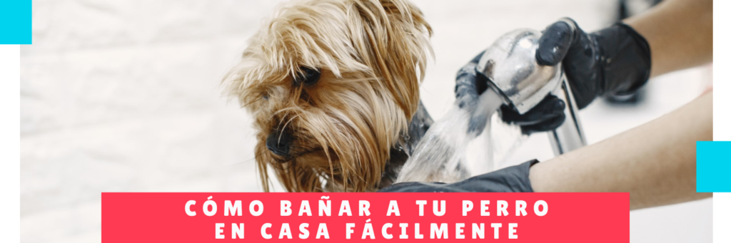Como bañar a tu perro en casa facilmente - Hotel Mama Canino - Guarderia de Perros Panama