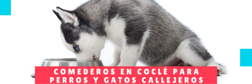 Feeders in Coclé for Stray Dogs and Cats - Hotel Mama Canino - Panama Pet Hotels