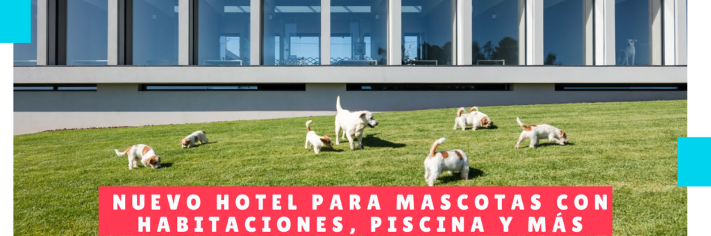 New hotel for pets with rooms, pool and more - Pet Care In Panama - Mama Canino