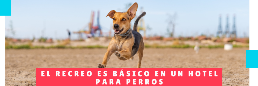 Playtime is basic at a dog hotel - Mama Canino - Panama Pet Day Care