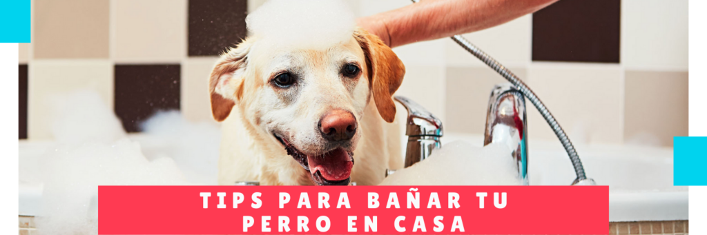 Tips for bathing your dog at home - Dog Hotel Panama - Mama Canino Pet Care