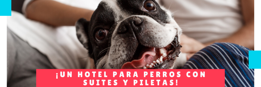 A hotel for dogs with suites and swimming pools - Panama Hotels Canine