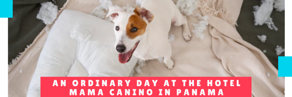 An Ordinary Day At The HOTEL MAMA CANINO In Panama - Daycare For Dogs