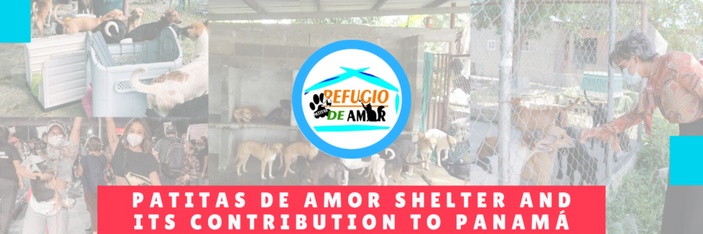 Patitas De Amor Shelter and its contribution to the country - Panama Dog Daycare - Hotel Mama Canino