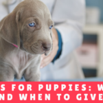 Vaccines for puppies what are they and when to give them - Hotel Mama Canino - Panama Pet Daycare