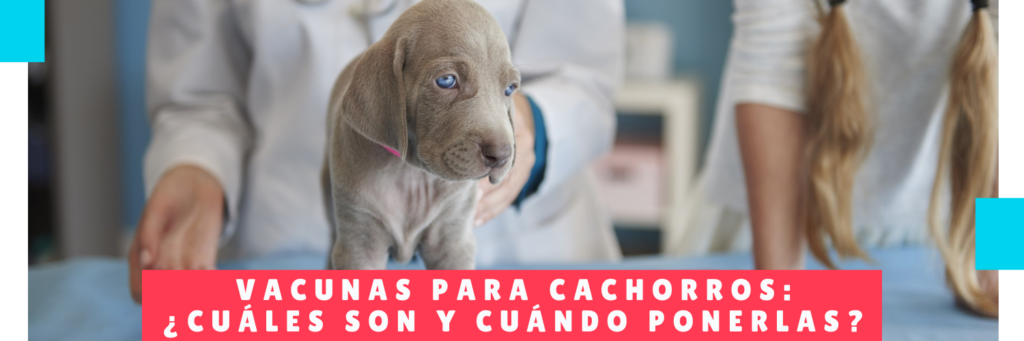 Vacunas para cachorros Cuáles son y cuándo ponerlas - Hotel Mama Canino - Guarderia Perros Panama