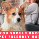 Things You Should Know About a Pet Friendly Hotel - Panama Dog Keeper