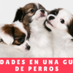 Curiosidades En Una Guardería De Perros Hotel Canino En Panama