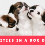 Curiosities In A Dog Daycare - Hotel Canine Panama