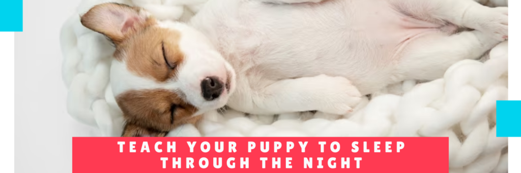 Teach your puppy to sleep through the night - Hotel For Dogs In Panama