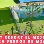 Somi Pet Resort El Mejor Hotel Para Perros De Miami - Guarderia Canina En Panama