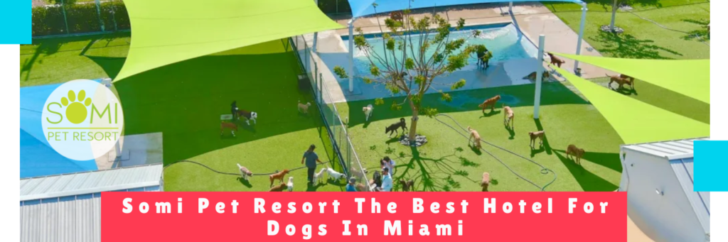 Somi Pet Resort The Best Hotel For Dogs In Miami - Daycara Mama Canino Panama