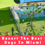 Somi Pet Resort The Best Hotel For Dogs In Miami - Daycara Mama Canino Panama