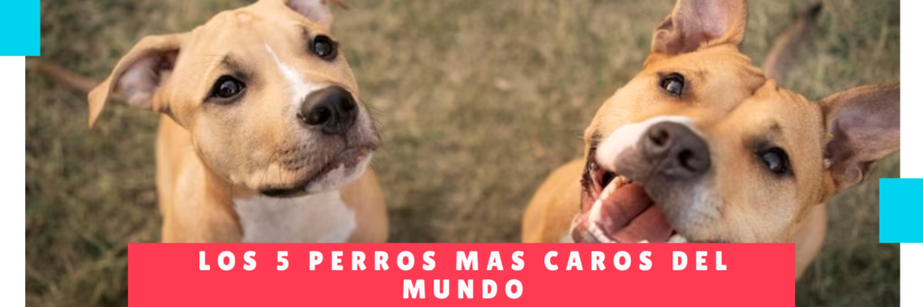 Los 5 Perros Más Caros Del Mundo - Hotel Canino Panama y Guarderia Para Perros