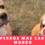 Los 5 Perros Más Caros Del Mundo - Hotel Canino Panama y Guarderia Para Perros