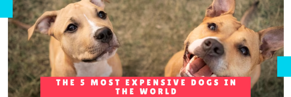 The 5 Most Expensive Dogs In The World - Panama Dog Daycare