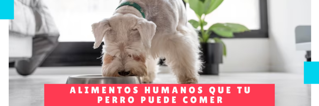 Alimentos Humanos Que Tu Perro Puede Comer - Hotel Canino Panama - Guarderia Perruno