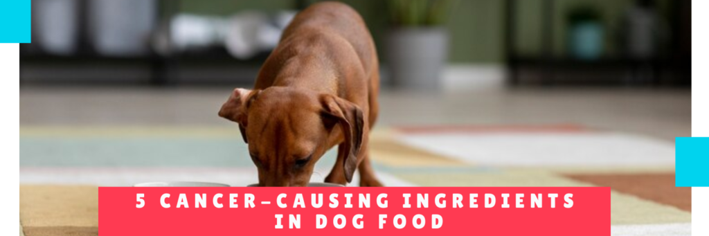 5 Cancer-Causing Ingredients in Dog Food - Hotel Canine Mother - Dog Daycare Panama
