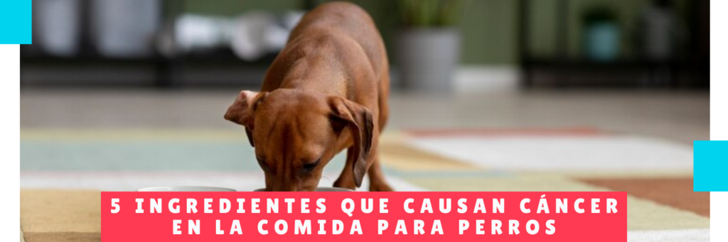 5 Ingredientes Que Causan Cáncer En La Comida Para Perros - Hotel Mama Canino - Guarderia de Perros Panama