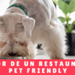 El Valor De Un Restaurante Pet Friendly - Mama Hotel De Perro Panama