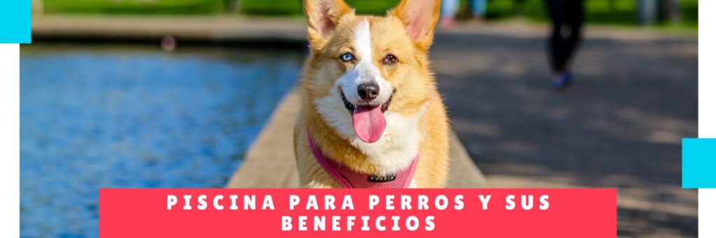 Piscina Para Perros y Sus Beneficios - Guarderia de Perro Panama -Hotel Mama Canino