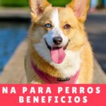 Piscina Para Perros y Sus Beneficios - Guarderia de Perro Panama -Hotel Mama Canino