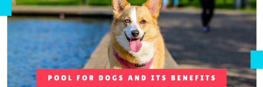 Pool For Dogs And Its Benefits - Panama Dog Daycare - Hotel Canine