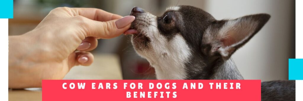 Cow ears for dogs and their benefits - Dog Hotel In Panama