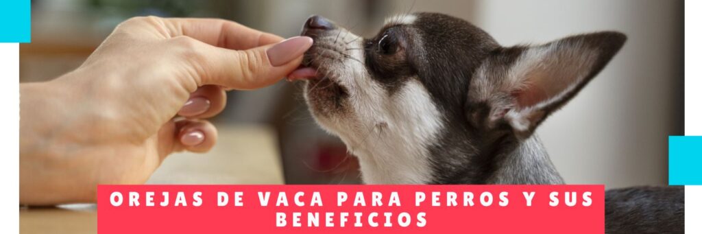 Orejas de vaca para perros y sus beneficios - Guarderia de Perros En Panama - Hotel Canino