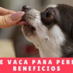 Orejas de vaca para perros y sus beneficios - Guarderia de Perros En Panama - Hotel Canino