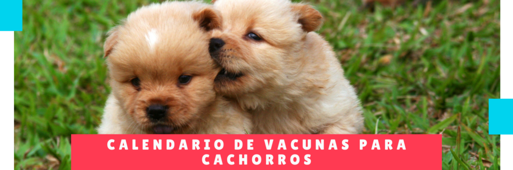 Calendario de Vacunas para Cachorros - Guarderia de Perros Panama Hotel mama Canino